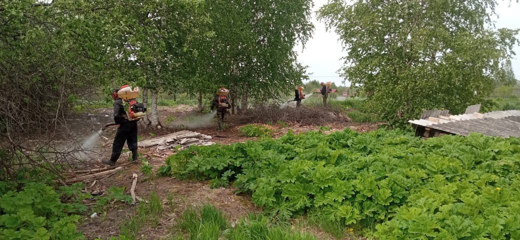 На территории Мошенского района началась химическая обработка мест, где растет борщевик Сосновского.